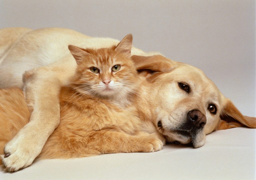 Our Pet Care